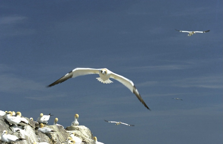 Flying Gannet, Scotland