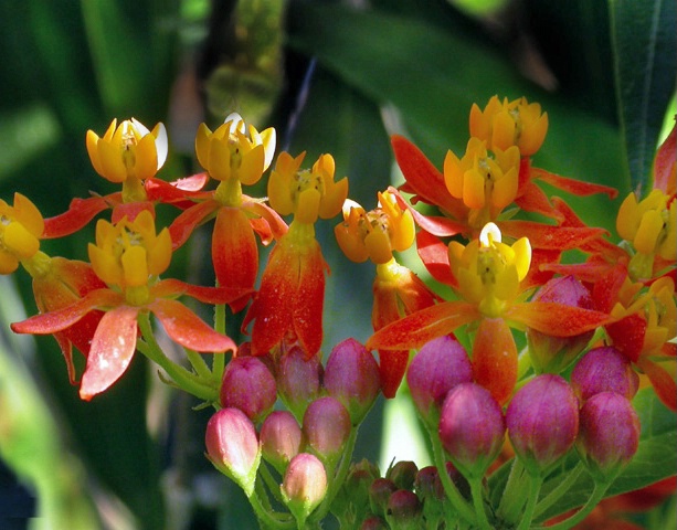 Butterfly Weed in Dappled Sunlight            