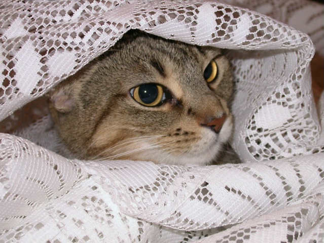 Kitten and Lace