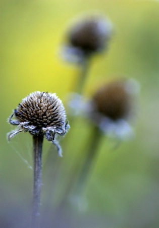 Autumn Flowers