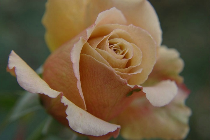 Autumn Rose 1