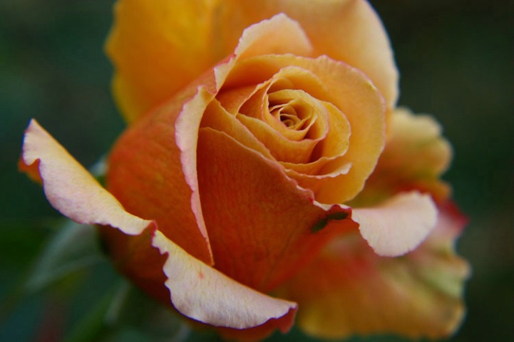Autumn Rose 2