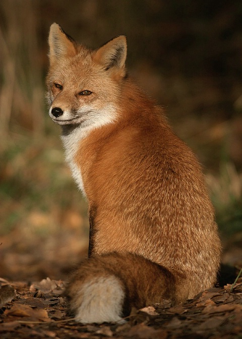 Red Fox