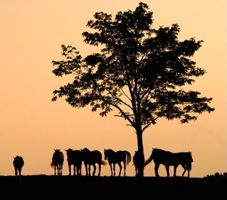 Sunset at the Farm