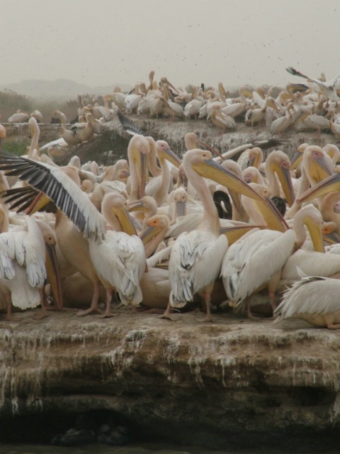 mas pelicans