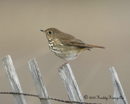 Hermit   Thrush