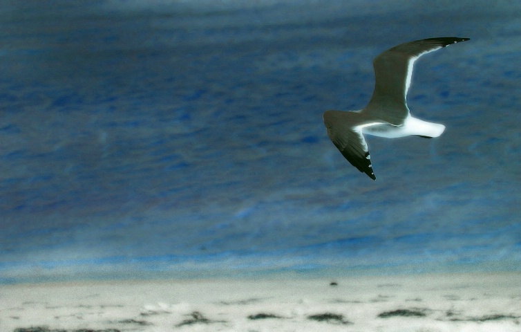 Gull Over The Blue
