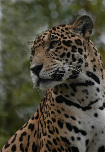 jaguar - ID: 1375227 © Michael Cenci