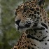 © Michael Cenci PhotoID# 1375227: jaguar