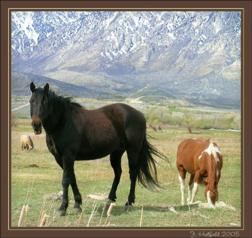 Grazing in the Green Grass