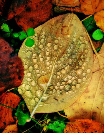 Autumn leaf