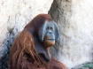 Mommy Orangutan