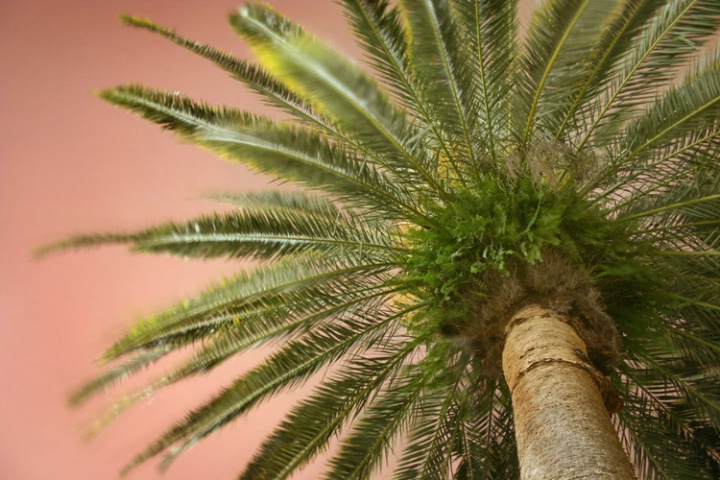 palm (color)