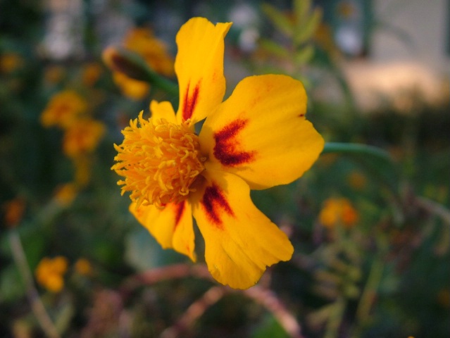 oakville flower