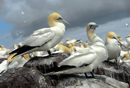 Gannets on the Bass Rock, Scotland