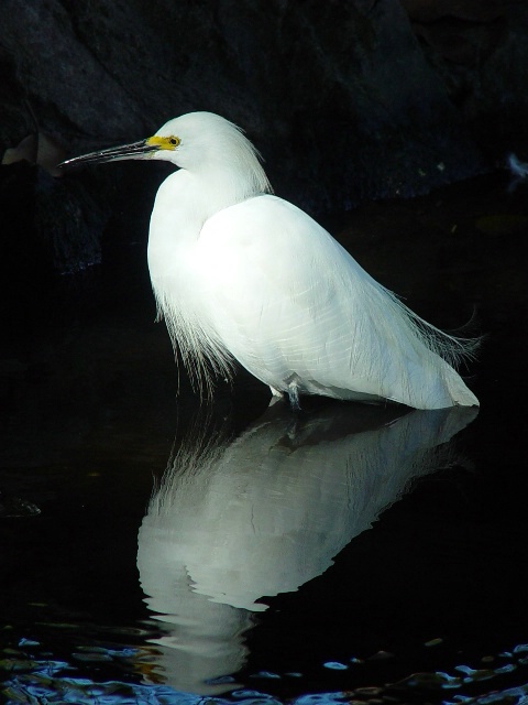 Snowy Egret