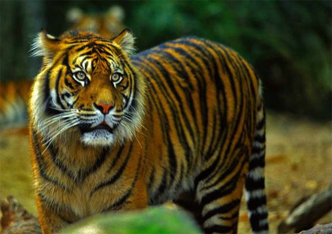 Sumatrian Tiger