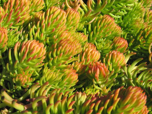 Fiery Sedum