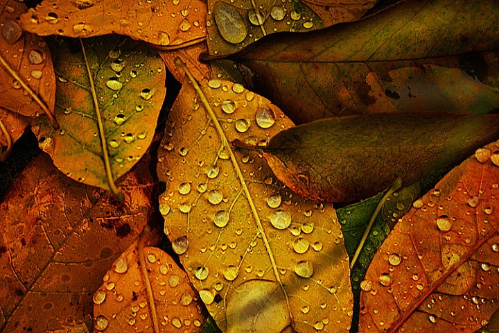 Fall Leaves in the Rain