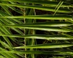 Palm Fronds