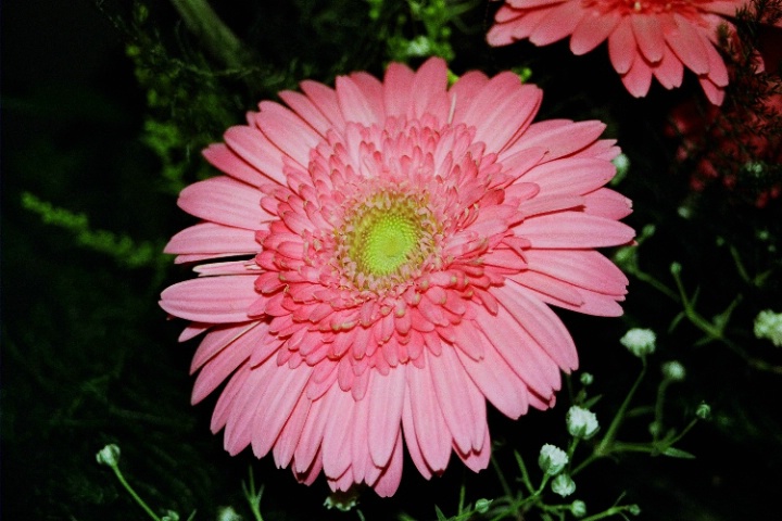Single Pink Sunflower