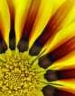 Sunflower-Up Clos...