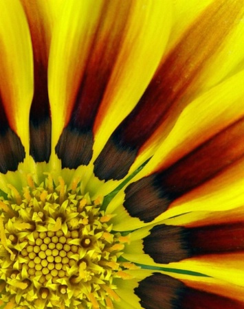 Sunflower-Up Close and Personal
