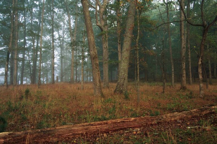 Morning Forest, Great Smokey Mountains N.P. - ID: 1387013 © Michael S. Couch