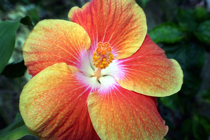 Hibiscus Spectacular!