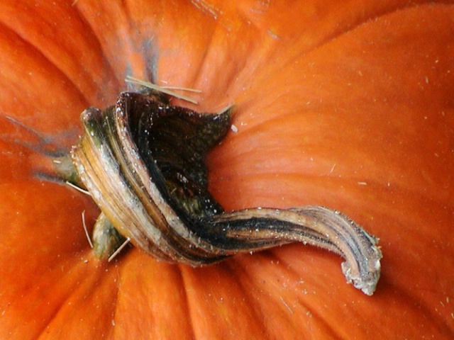 Pumpkin Detail