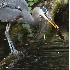 2Heron and Stick on Slough - ID: 1388781 © John Tubbs