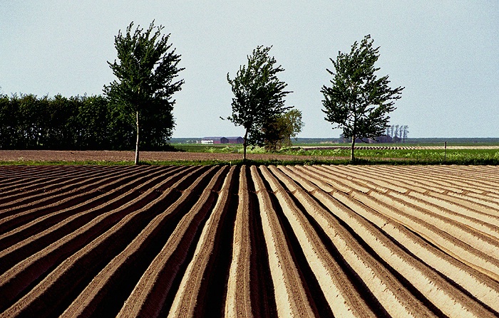 Potatoes field