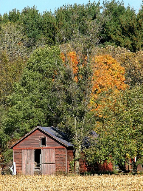 Corn Crib in the Trees