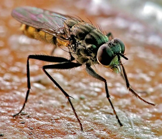 Small Fly