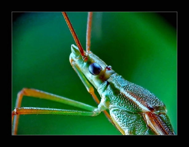 Extreme Close up - Seed Bug