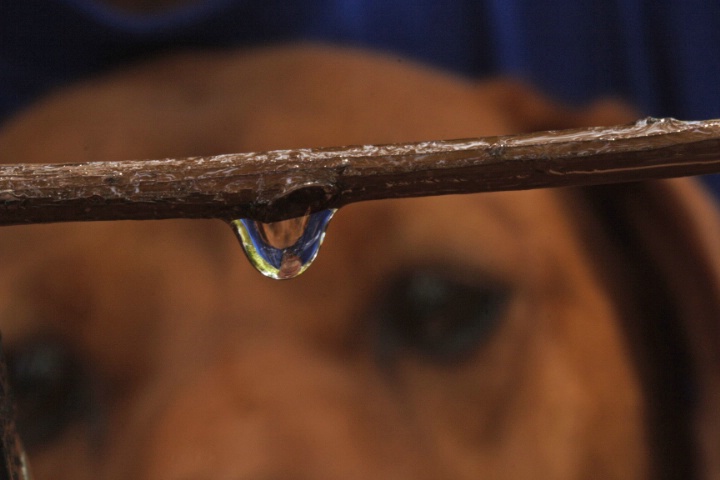 Dog watching drop