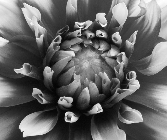 Floral Study in Black & White