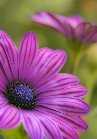 Purple Mums