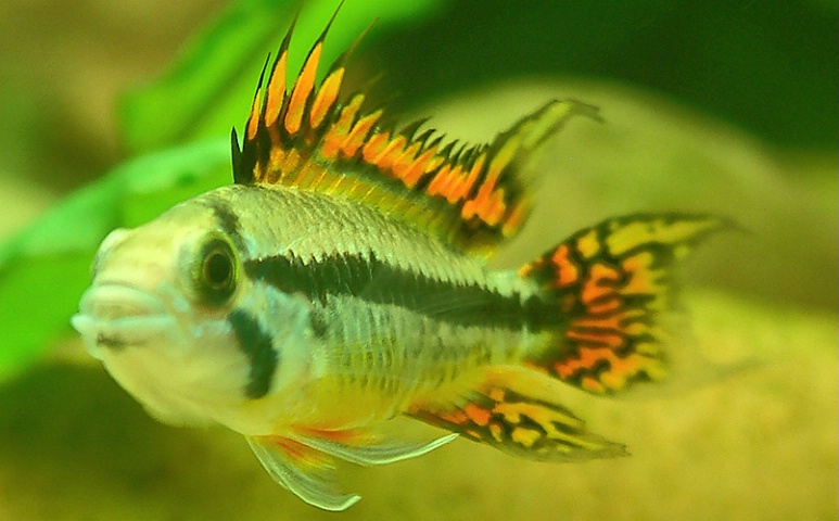 something fishy