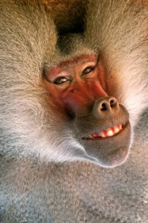 Baboon