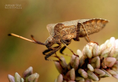 Brown Capsid Bug