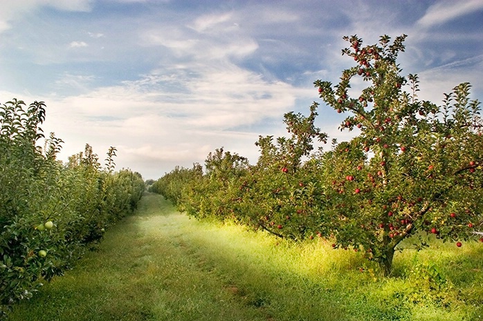 Apple Orchard, Pikeville, TN 9/24/05 - ID: 1397735 © Robert A. Burns