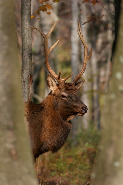 Elk IX  <br><b>©  Jeff Grabert</b>