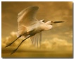 Golden Egret