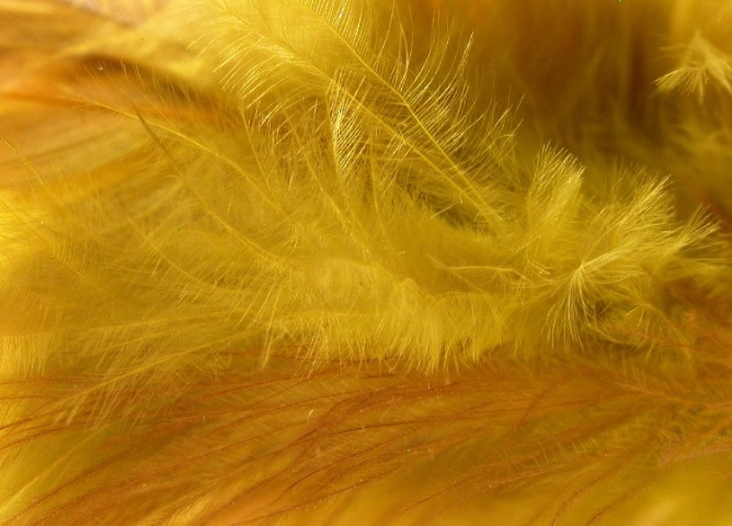 Feathers Detail
