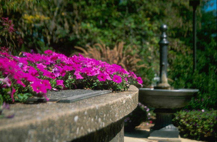 Flowers near a fountain