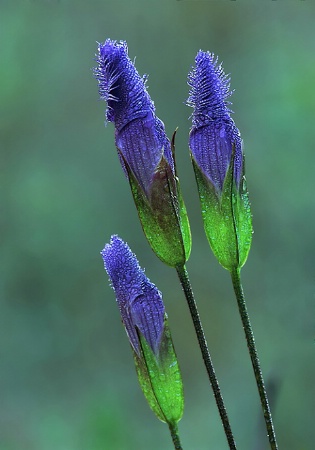 Fringed-gentians