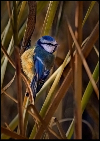 Blue Tit