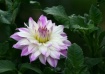 Lilly Flower2