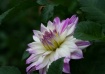 Lilly Flower 1